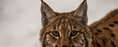 LynX - exclusive content on Boosty