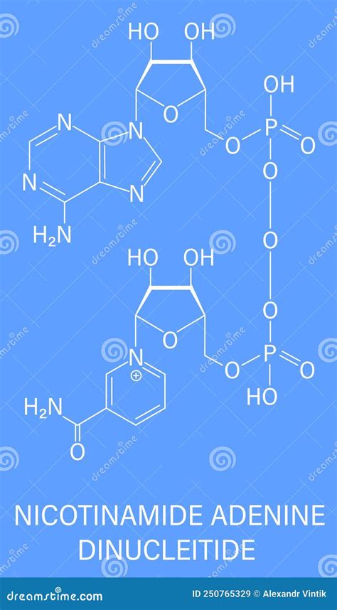 Nicotinamide Adenine Dinucleotide Or NAD Coenzyme Molecule Skeletal