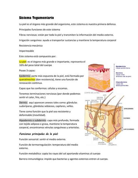 Sistema Tegumentario Nixa Solangue Udocz