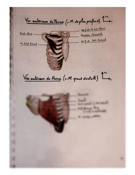 Solution Myologie Du Thorax Studypool