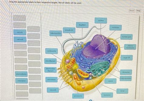 Solved Labei The Structures Of The Arurnal Cell Below Drag