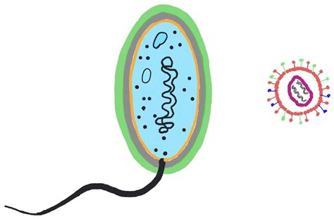 Schaubild Der Bau Von Viren Und Bakterien An Einer Grafik
