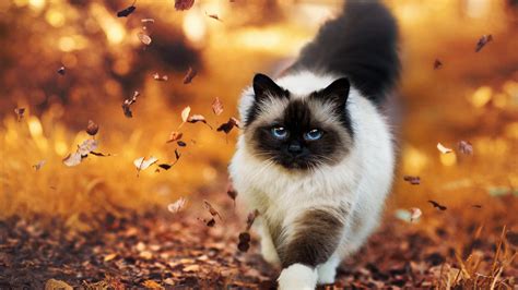 Cat Running Through Autumn Leaves Wallpaper