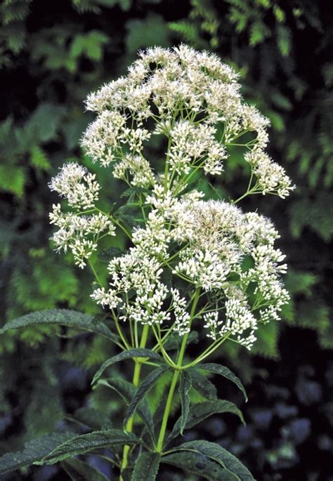 Eupatorium Fistulosum F Albidum Ivory Towers Trumpetweed Garden