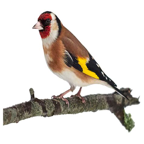 Goldfinch Png Images Transparent Hd Photo Clipart