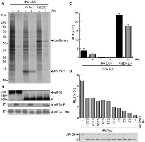 A Huh7 T7 Cells Were Transfected Or Co Transfected For 3 H With 1 µg