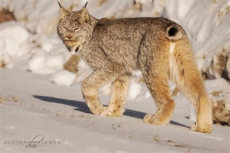 Canada Lynx Tracking Trip in Ontario - Earth Tracks