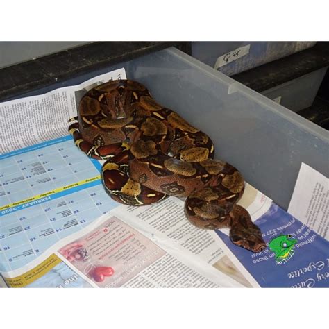 Peruvian Red Tail Boa - cb baby - Strictly Reptiles