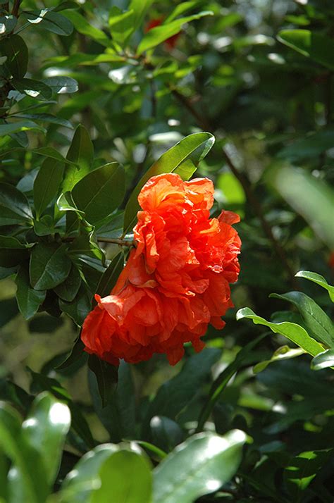 Dwarf Pomegranate Buchanan S Native Plants