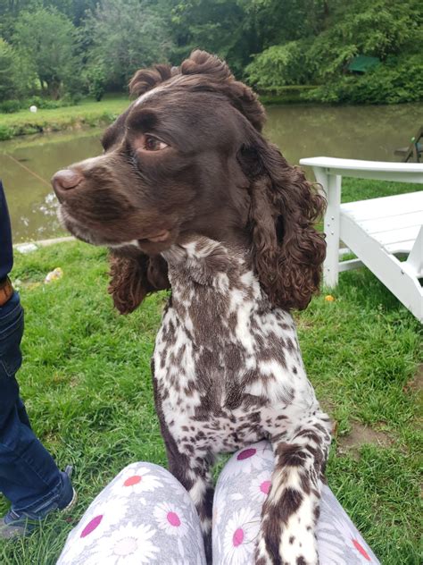 Northern Lakes Cockers added a... - Northern Lakes Cockers