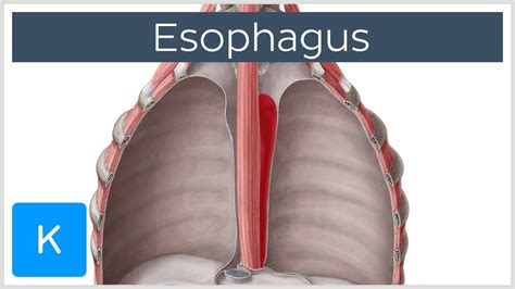 Esophagus Definition, Function and Structure - Human Anatomy | Kenhub ...