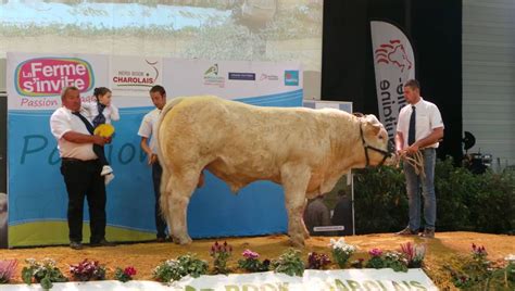 Sonic Le Taureau Charolais Et Son éleveur Charentais Maritime Max