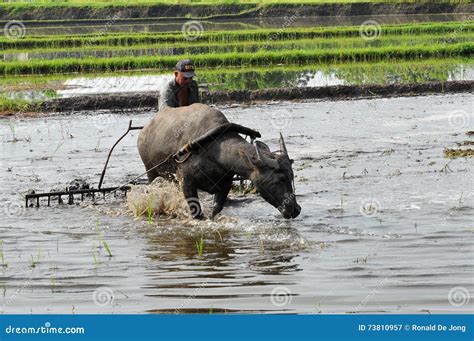 philippines mindanao farmer  carabao editorial photography image