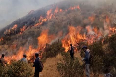 Serfor Prevenir Incendios Forestales Ayuda A Preservar La Capa De Ozono Noticias Agencia