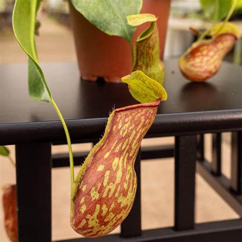 Carnivorous Nepenthes St Gaya Gabriella Plants