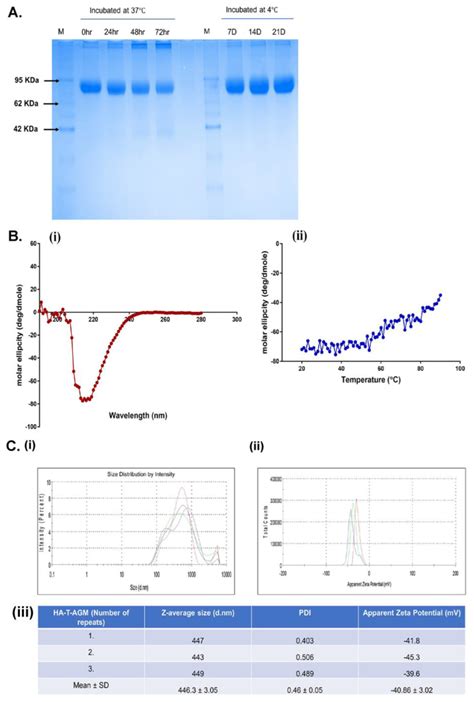 Biochemical And Biophysical Characterization Of Ha T Agm A