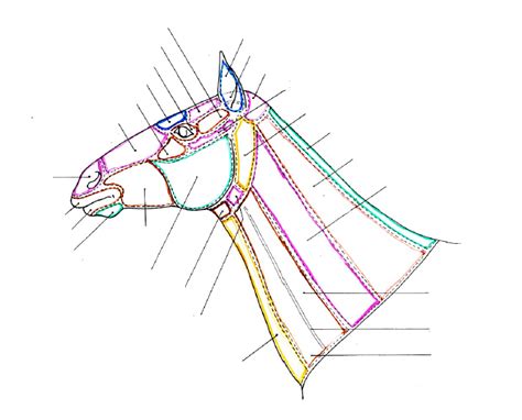 Diagramme De R Gions De La T Te Et Du Cou Quizlet