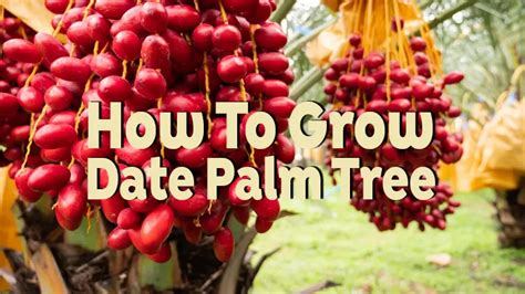 How To Grow Date Palm Tree Essential Tips For Lush Growth Forestry