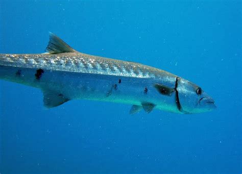 La Barracuda Los Tigres Del Mar Peces Raros