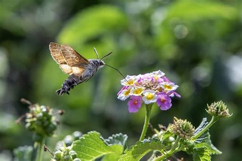 Beija Flor Mariposa Lantana Foto Gratuita No Pixabay