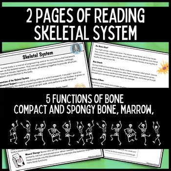 Skeletal System Reading Comprehension Question Worksheet By Bluebonnet