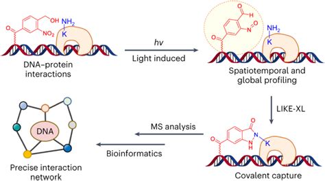 Spatiotemporal And Global Profiling Of Dna Protein Interactions Enables