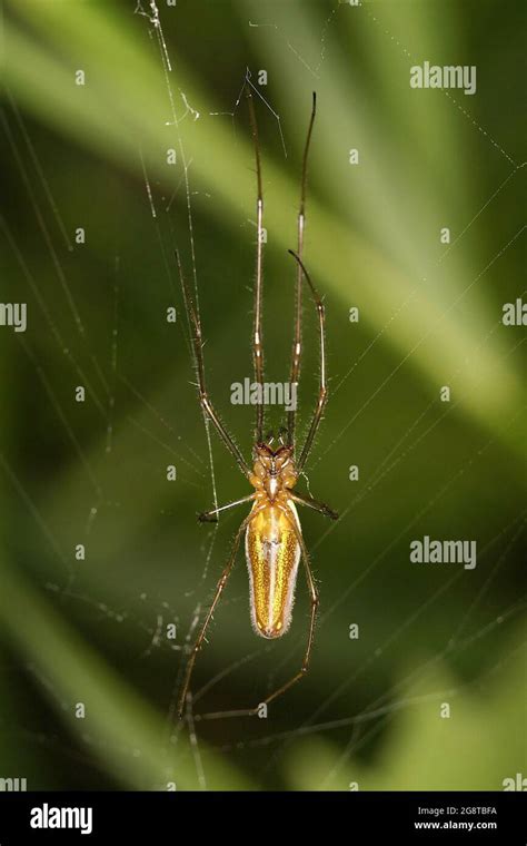 Long Web Format Hi Res Stock Photography And Images Alamy