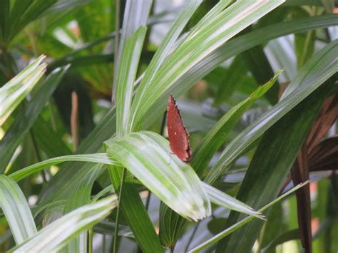 Common Palmfly From Dongguan Guangdong China On August At