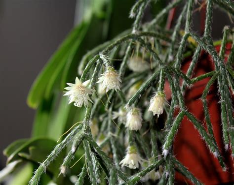 Rhipsalis Pilocarpa 7 Neira Magic B Flickr