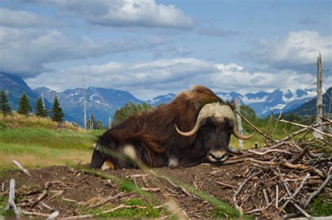 Musk Ox Habitat Stock Photos, Pictures & Royalty-Free Images - iStock