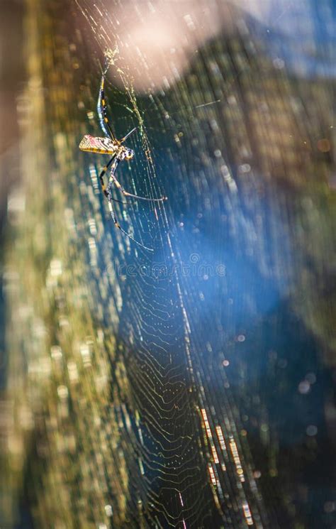 Large Joro Spider Builds Massive Web in Georgia Backyard Stock Image - Image of secreted ...