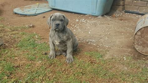 Amazing Blue Boerboel Puppies For Sale.. - Pets - Nigeria