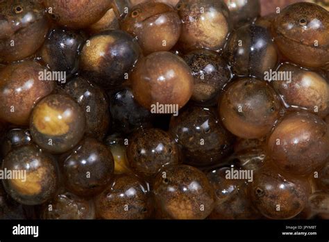 Midwife toad eggs- France Stock Photo - Alamy