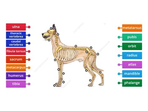 The skeletal system of a dog - Labelled diagram