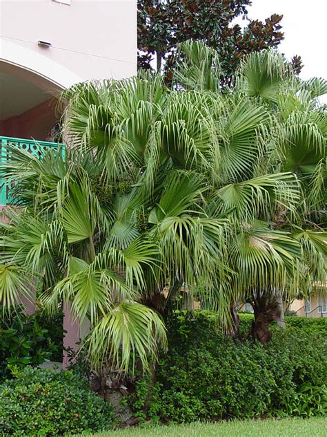 Ribbon Fan Palm Tree Livistona Decipiens Real Tropicals