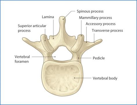 What Is: A Pars Fracture / Defect | The Trauma Pro