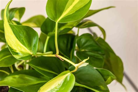 Philodendron Brasil Care And Growing Guide