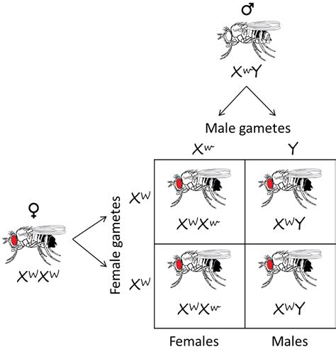 Describe Chromosomal Theory Of Sex Determination