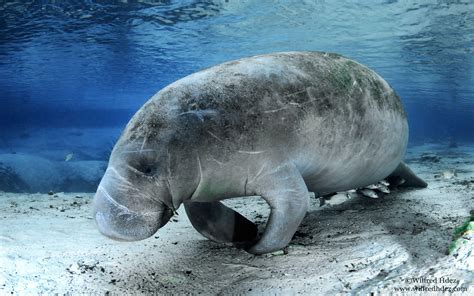 Baby Manatee Wallpapers - Top Free Baby Manatee Backgrounds ...