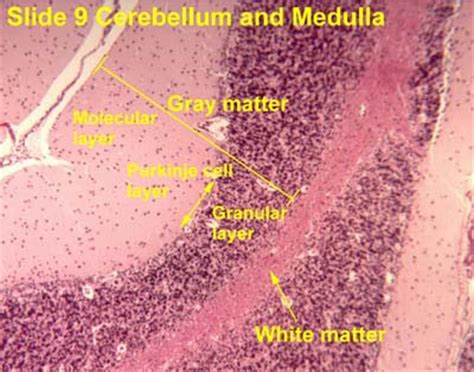 Purkinje Cells Histology