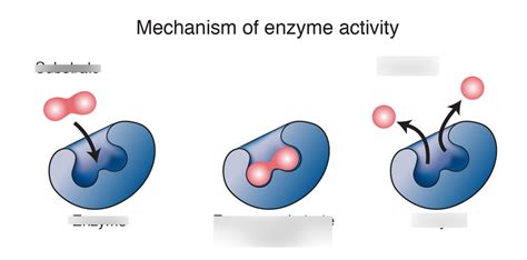 Enzymes Diagram Quizlet