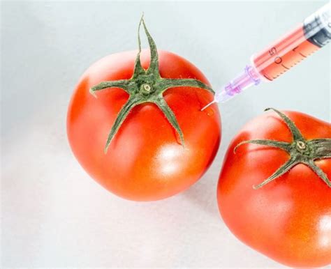 Thực phẩm biến đổi gen GMO và những điều bạn cần biết