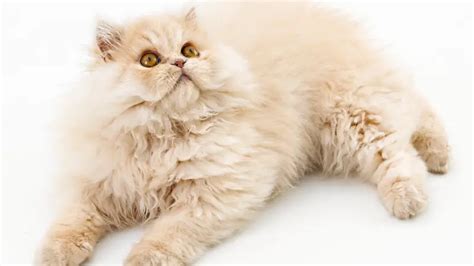 PERSIAN CAT PERSONALITY AND BREED (ALL YOU NEED TO KNOW) - DorkyCats