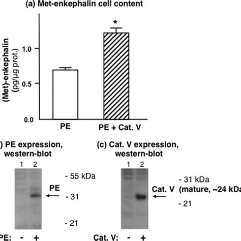 Expression Of Cathepsin V In Human Neuroblastoma SK N MC Cells Results