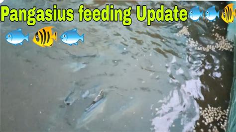 Biofloc Pangasius Feeding Update In Our Biofloc System Youtube