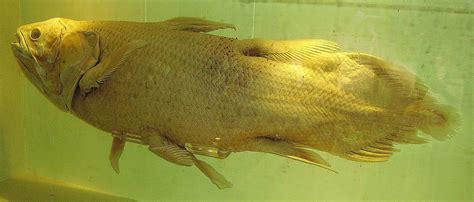 Coelacanth The Living Fossil