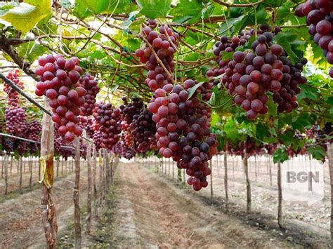 Per Se Convierte En El Mayor Exportador Mundial De Uvas Frescas