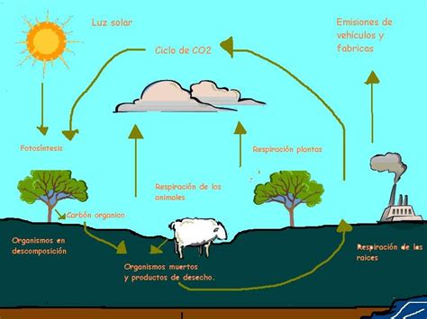 Esquema Del Ciclo Del Carbono En La Naturaleza Dinami