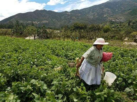 A Lesson Learned: Harvesting Green Beans | Teddy Dondanville