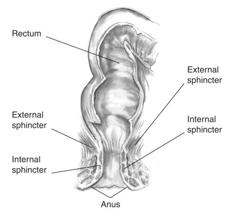 Female Anus